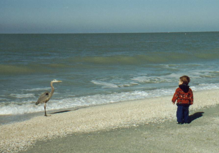 BeachBird